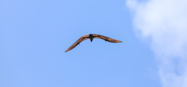 flying fox flying in the sky Pteropus vampyrus