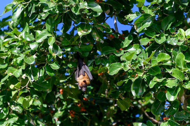 Flying Fox on Maldives island Fruit bat flying Grayheaded Flying Fox Pteropus poliocephalus