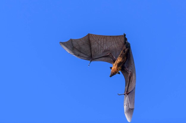 Photo flying fox on maldives island fruit bat flying grayheaded flying fox pteropus poliocephalus