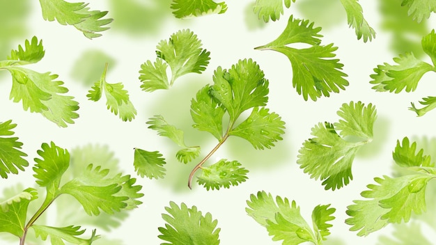 Flying Fresh Coriander leaves on a light green background for recipes Organic spices Spicy and fragrant herbs Floating food Creative concept Healthy nutrition and Summer diet Pattern Close up