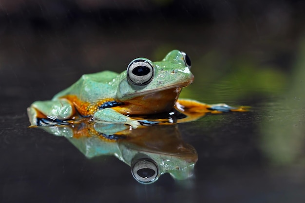 Flying frog on branch beautiful tree frog on green leaves rachophorus reinwardtii Javan tree frog