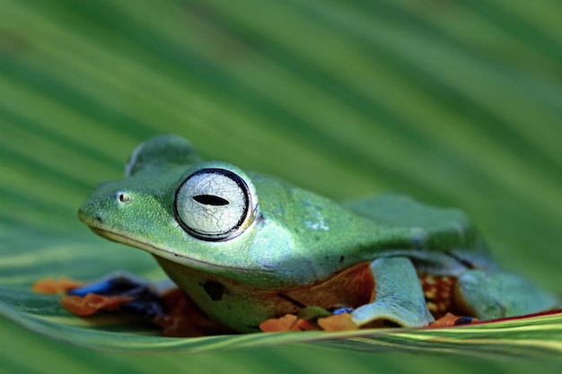 Flying frog on branch beautiful tree frog on green leaves