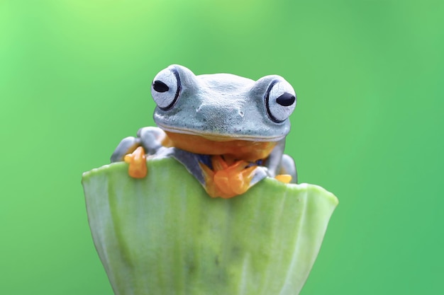 Flying frog on branch beautiful tree frog on green leaves