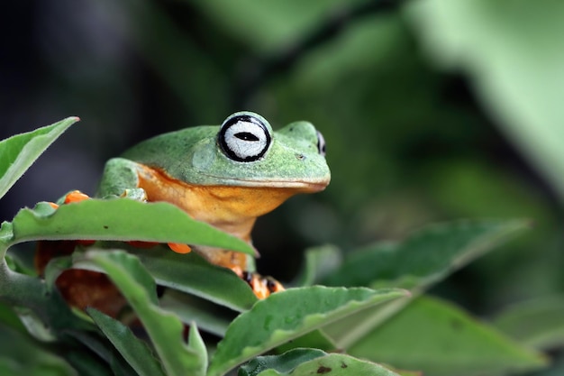 Flying frog closeup face on branch Javan tree frog closeup image rhacophorus reinwartii on green leaves