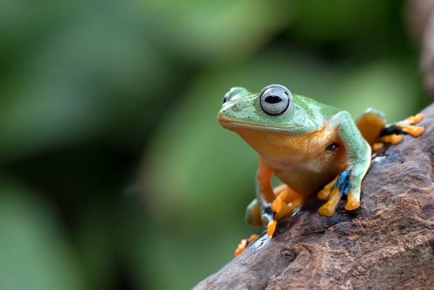 Flying frog closeup face on branch Javan tree frog closeup image rhacophorus reinwartii on green leaves