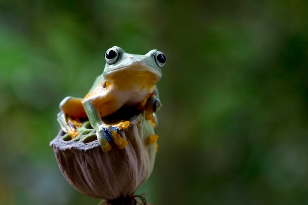 Flying frog closeup face on branch Javan tree frog closeup image