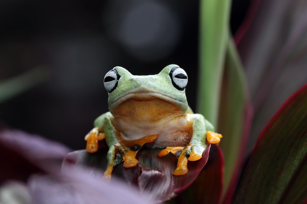 Flying frog closeup face on branch Javan tree frog closeup image