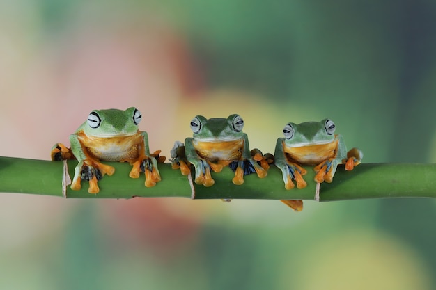 Photo flying frog closeup face on branch