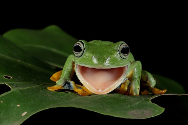 Flying frog closeup face on branch