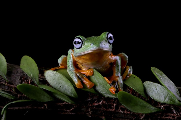 Flying frog closeup face on branch