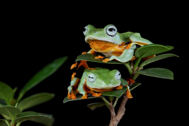 Flying frog closeup face on branch