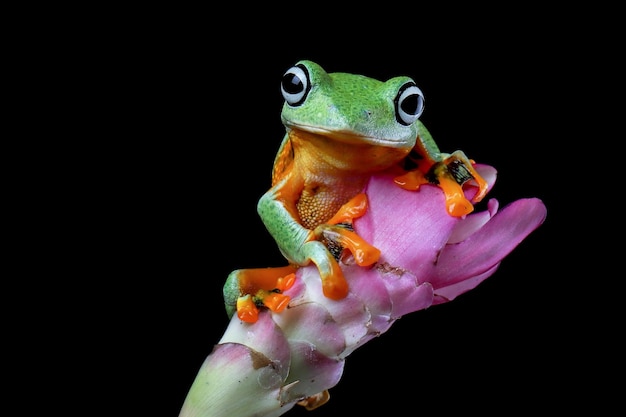 Flying frog closeup face on flower Javan tree frog closeup image