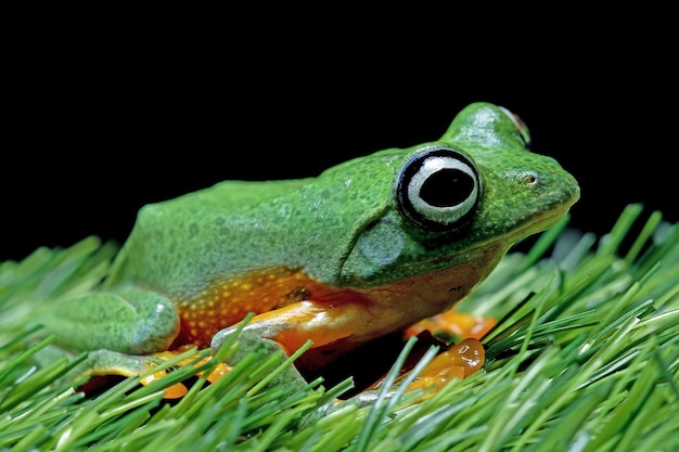 Flying frog closeup face on grass Javan tree frog closeup image