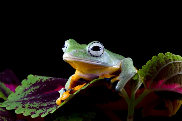 Flying frog closeup on green leaves