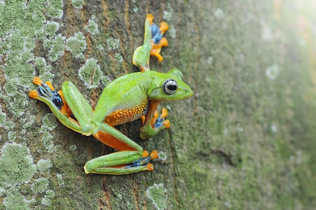 flying frog frog tree frog