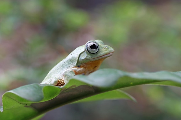 Flying frog sitting on branch beautiful tree frog on branch