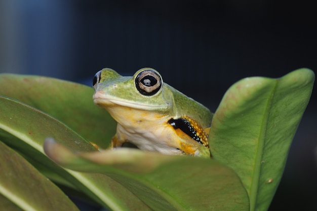 flying frog