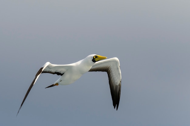 Flying gannet - large seabird with mainly white plumage