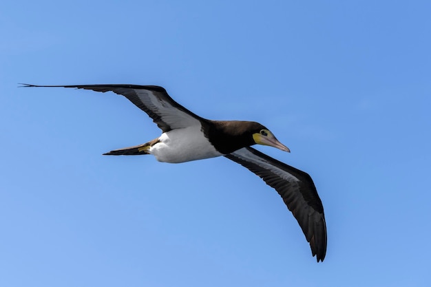 Flying gannet  large seabird with mainly white plumage