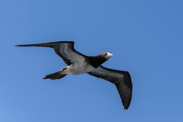 Flying gannet  large seabird with mainly white plumage