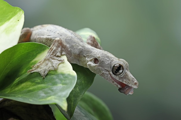 Flying gecko on green leaves, flying gecko closeup on green leaves