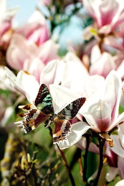 Flying giant tropical butterfly on magnolia