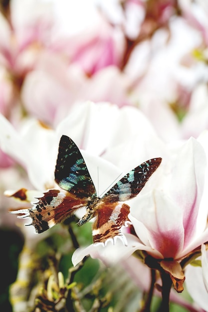 Flying giant tropical butterfly on magnolia