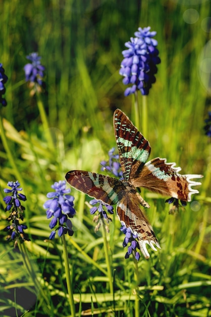 Flying giant tropical butterfly on muscari flowers