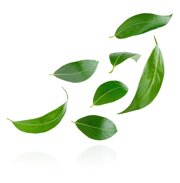 Flying green leaves isolated on white background with clipping path