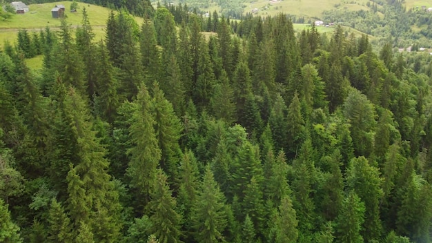 Flying over the green slopes of the Carpathian mountains