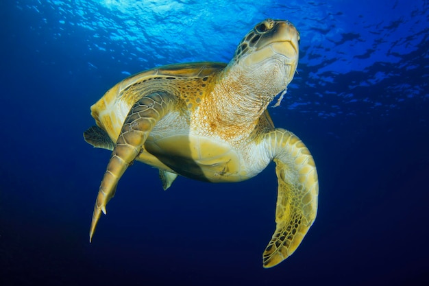 Flying green turtle