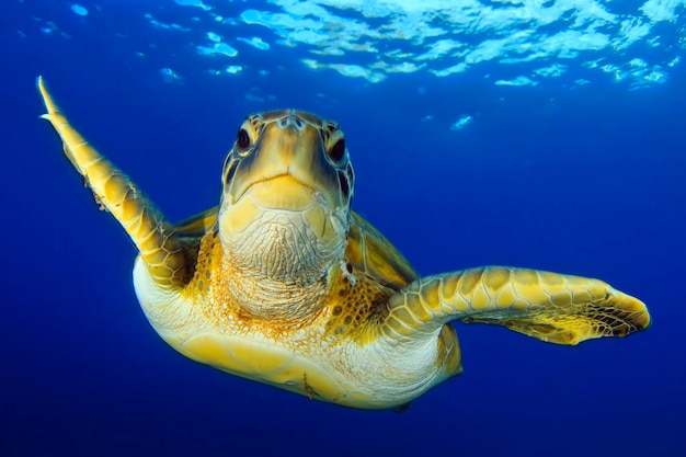 Flying green turtle