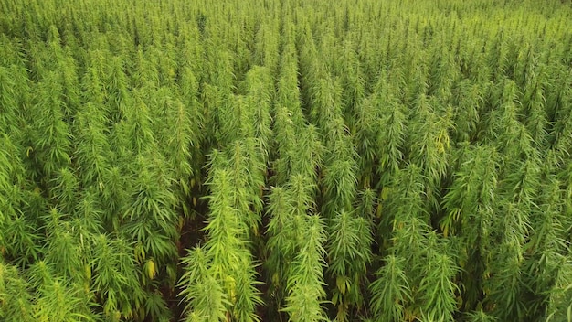 Flying over a large cannabis field on a summer day