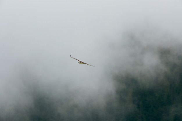 Flying osprey in Rocky Mountains Canada