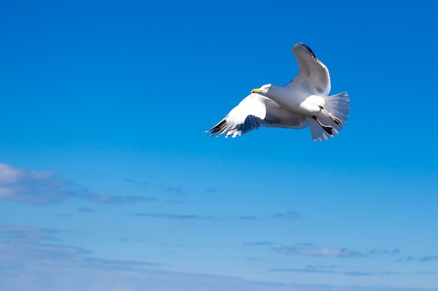 Flying seagull against blue sky in background.