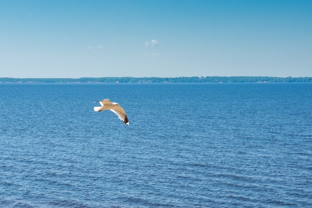 Flying seagull on a big lake summer sunny day panorama horizontal