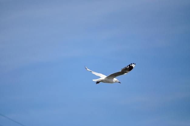 Flying seagull in the sky