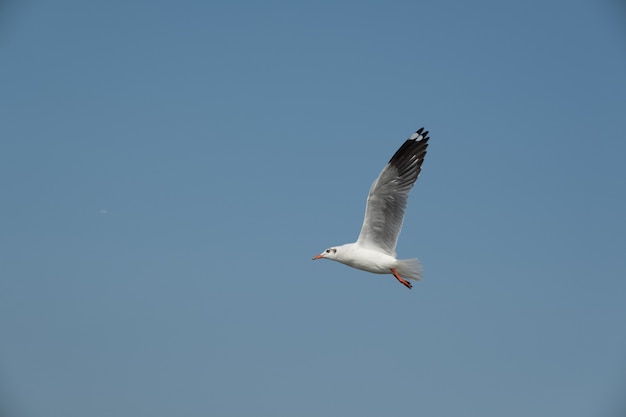 Flying seagull in Thailand