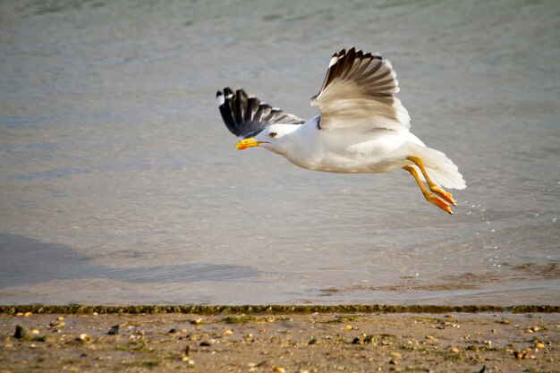 Flying seagull