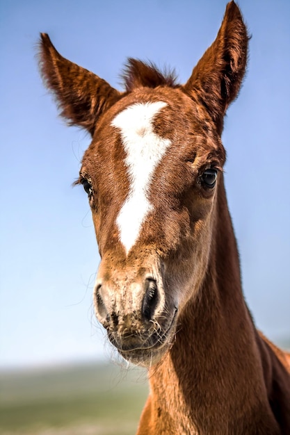 Foal horse head