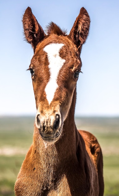 Photo foal horse head