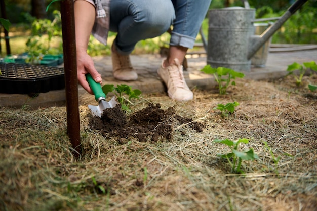 Focus on black soil in the garden shovel in female gardener hand making hole for planting seedlings in the open ground