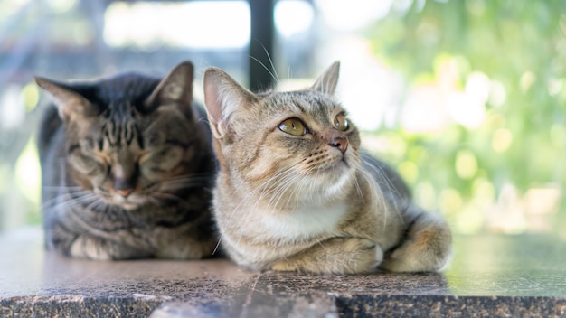 Focus on the nose of a gray striped cat sitting in the room.