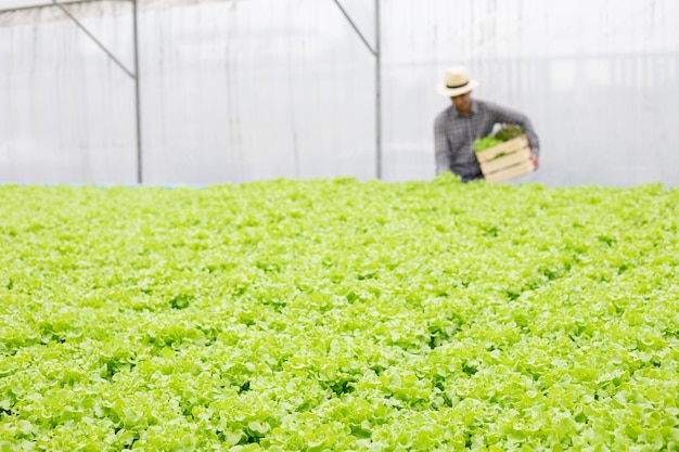 Focus on vegetables in front with backdrop farmers are collecting organic vegetables