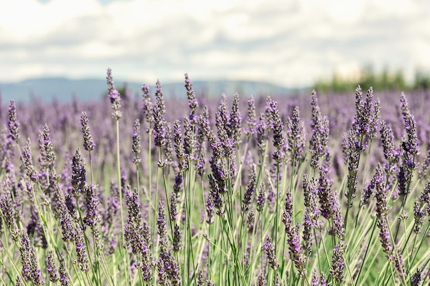 Focus on young purple lavender spikes and stems blurry background Vaucluse Provence France