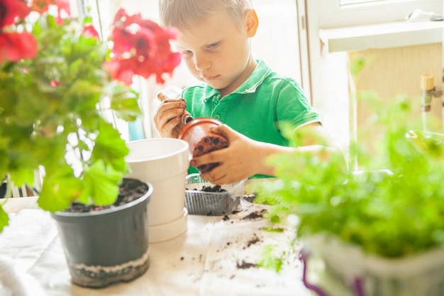 Photo focused boy in green t shirt pressing soil in pot while standing near table and gardening at sunlight at home