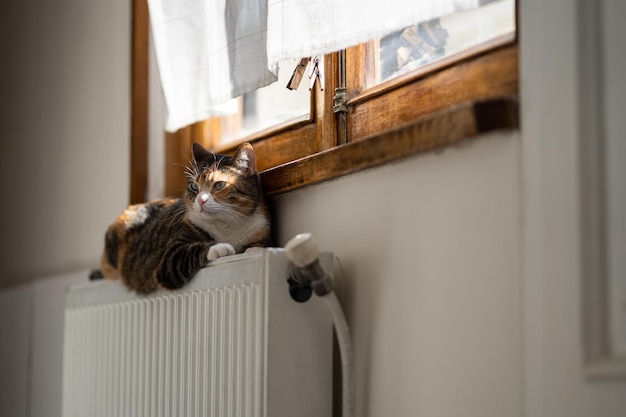 Focused cute fluffy cat lying down on heating radiator by window relax calm at home in cold weather