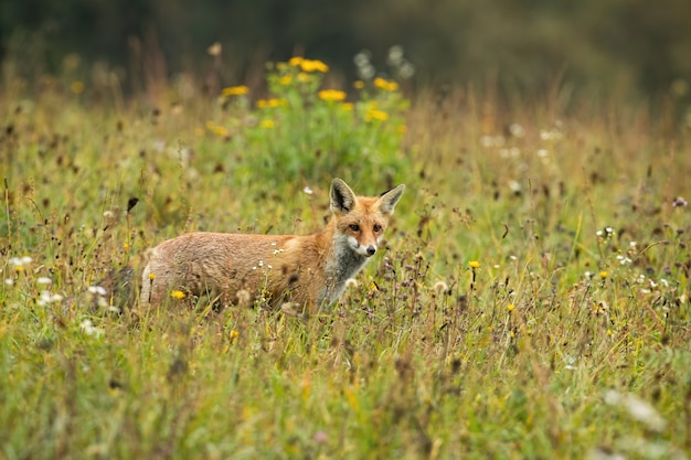 Focused red fox hunting on a meadow