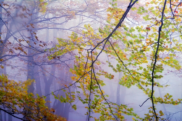 Fog in an autumnal beech forest in the Irati Forest. Navarre. Spain