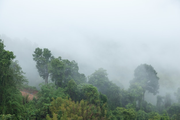 Fog covered trees